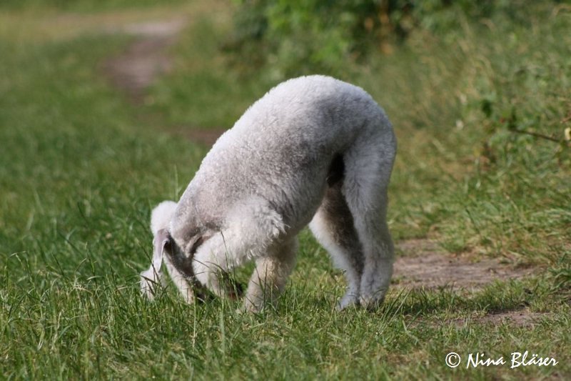 Airis Blue Volshebny Svet 2009-06-08 (8).JPG